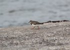 Ruddy Turnstone (41)