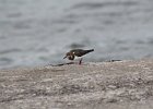 Ruddy Turnstone (42)