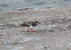 Ruddy Turnstone (43)