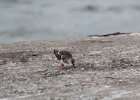 Ruddy Turnstone (44)
