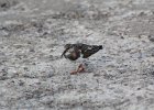 Ruddy Turnstone (45)