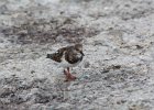 Ruddy Turnstone (46)