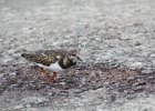 Ruddy Turnstone (48)