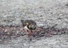 Ruddy Turnstone (49)