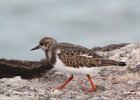 Ruddy Turnstone (5)