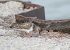 Ruddy Turnstone (50)
