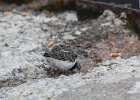 Ruddy Turnstone (51)
