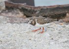 Ruddy Turnstone (52)