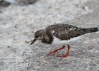 Ruddy Turnstone (53)