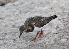 Ruddy Turnstone (54)