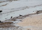 Ruddy Turnstone (55)