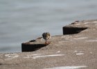 Ruddy Turnstone (58)