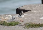 Ruddy Turnstone (59)