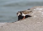 Ruddy Turnstone (60)