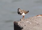 Ruddy Turnstone (61)