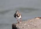 Ruddy Turnstone (62)