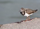 Ruddy Turnstone (63)