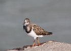 Ruddy Turnstone (64)