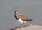 Ruddy Turnstone (65)