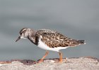 Ruddy Turnstone (66)