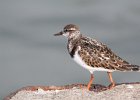 Ruddy Turnstone (67)