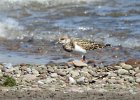 Ruddy Turnstone (68)