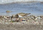 Ruddy Turnstone (69)