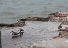 Ruddy Turnstone (7)