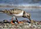 Ruddy Turnstone (70)