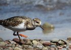Ruddy Turnstone (71)