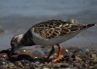 Ruddy Turnstone (72)