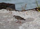 Ruddy Turnstone (9)
