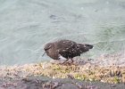 Black Turnstone (1)