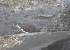 Black Turnstone (10)
