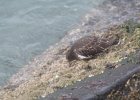 Black Turnstone (12)
