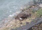 Black Turnstone (13)