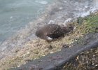 Black Turnstone (14)