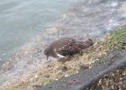 Black Turnstone (15)