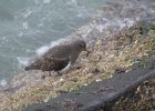 Black Turnstone (18)