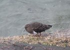 Black Turnstone (21)