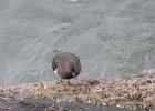 Black Turnstone (22)