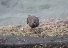 Black Turnstone (24)