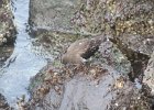 Black Turnstone (29)
