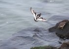 Black Turnstone (30)