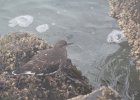 Black Turnstone (8)