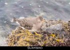 031 - 314 Surfbird