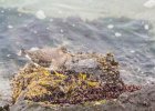 Surfbird (1)