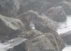 Surfbird (10)