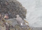 Surfbird (12)