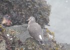 Surfbird (13)